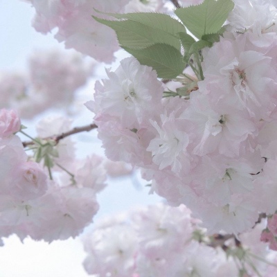 文成福瑞交流群